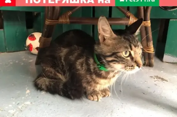 Найдена кошка на Дыбенко в СПб