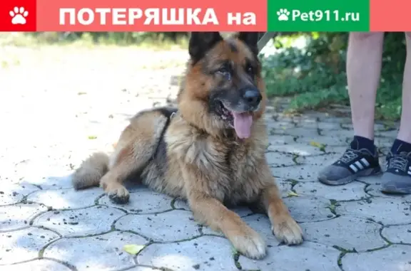 Найден умный кобель в Донецке