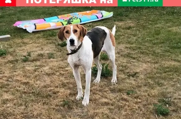 Найдена собака в Новом Семкино, Рязань
