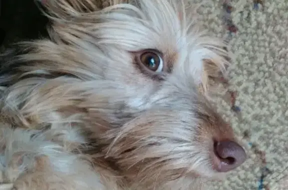 Собаки потеряшки, Ульяновск, фото: Потеряшка собака Чара в дальнем Засвияжье, Ульяновск