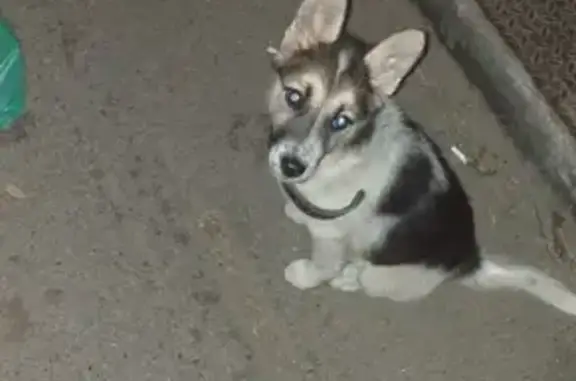 Найден щенок на улице Карла-Маркса