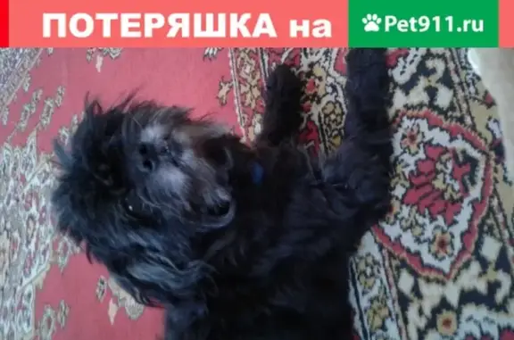 Пропала собака в Ейске, Краснодарский край, Россия