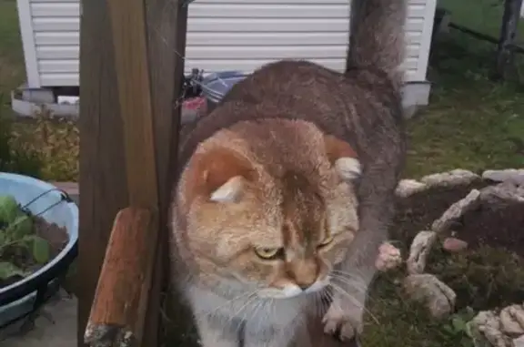 Потерянные животные Смоленск, фото: Пропал кот в Смоленском районе, деревня Радкевщина, СНТ Строитель.