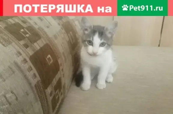 Найдена кошка на ул. Орловская 18, Бежицкий район, ищем хозяина