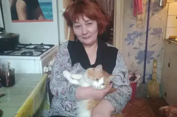 Кошки потеряшки, городской округ Краснознаменск, фото: Потеряшка кошка в Краснознаменске на Кобяковской 3