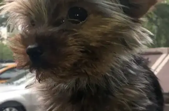 Собаки потеряшки, Москва, фото: Потеряшка собака Йоркширский Терьер, адрес: Раменский городской округ, СНТ Ракетка, 46.