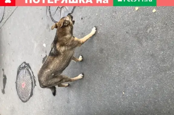 Собака ищет детей в Санкт-Петербурге