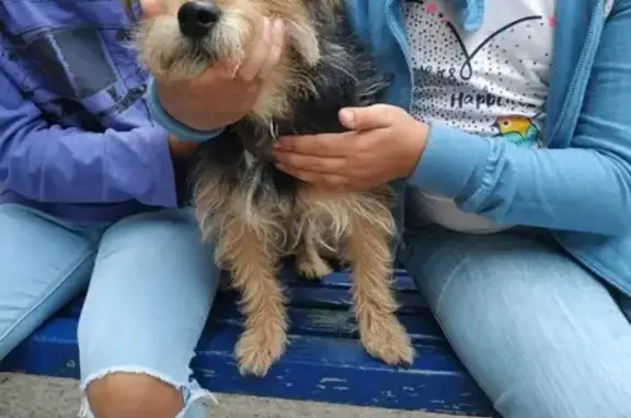 Собака найдена на ул. В. Иванова, 14, Н. Новгород