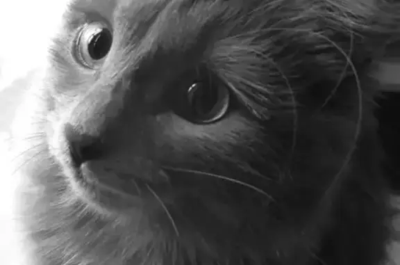 Найдена кошка дымчатого цвета в Раменском