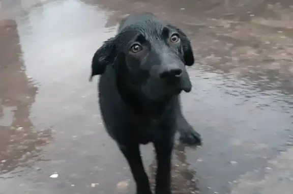 Пропала собака в Фрязино-Щелково, вознаграждение 5000 рублей!