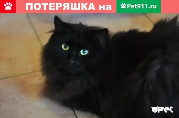 Пропала кошка Уголёк на ул. Ворошилова, Керчь