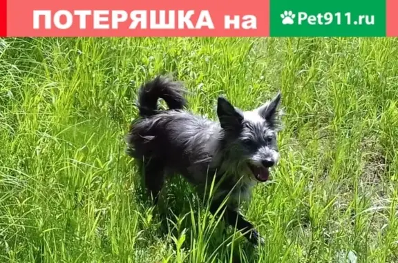 Пропала собака во Владивостоке: маленькая чёрная с проседью, 16 лет.