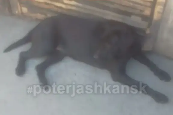 Пропала собака на улице Клубная, Новосибирск