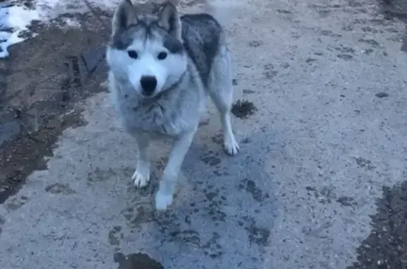 Потерянные животные Сургут, фото: Пропал хаски Сильвестр в Сургуте, ХМАО