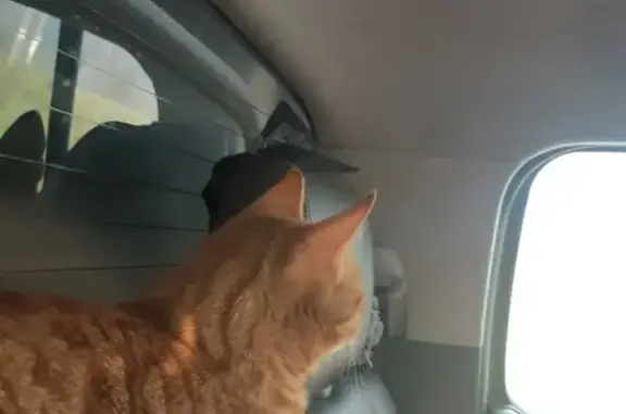 Потерянные животные Москва, фото: Пропал рыжий дворняга Дизель в Томилино, Московская область.