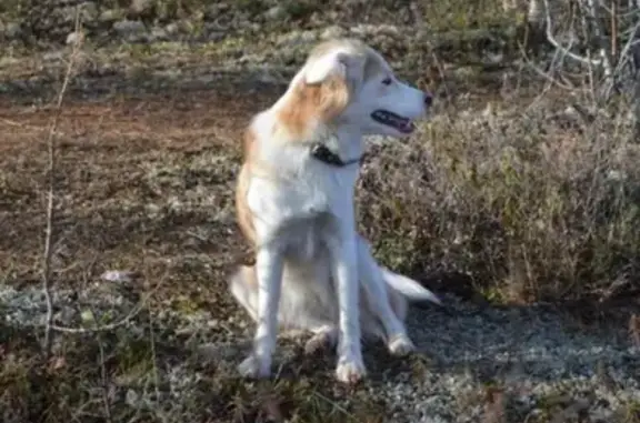 Пропала собака Лиса в Лабытнанги, ЯНАО