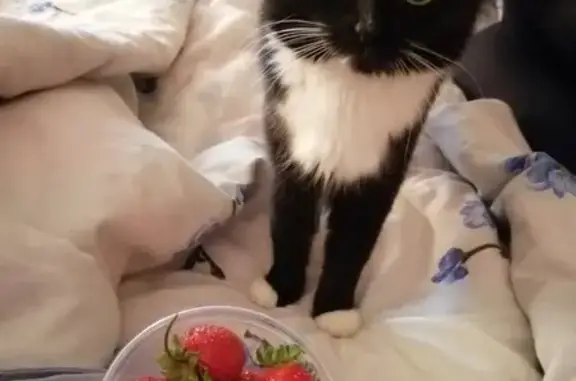 Кошки потеряшки, Чермоз, фото: Потеряшка кошка в Чёрмозе