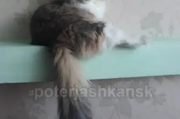 Кошки потеряшки, Новосибирск, фото: Потеряшка кошка на Выборной 99/4