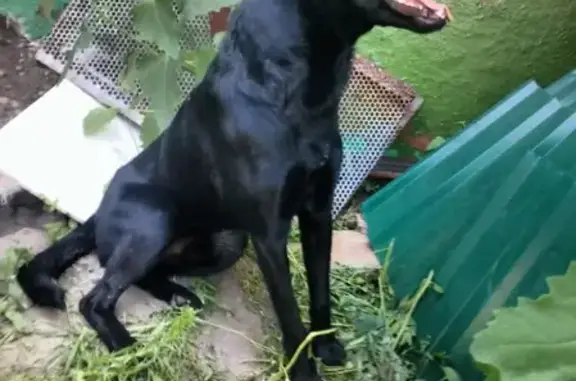 Найден дружелюбный пёс в Бельмесево, угрожает отравлением
