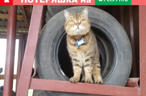 Пропала кошка Зося в Новоуральске #ВестникN_Бюро_Находок