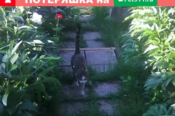 Найдена домашняя кошка на Торгашинском хребте