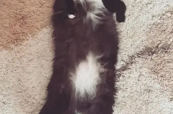 Кошки потеряшки, Киров, фото: Потеряшка кот Изя на улице Кирова, 9.