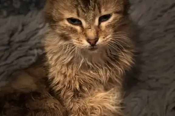 Пропала кошка в Берёзовском, район Исакова частные дома