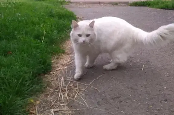 Найден пушистый кот с зелеными глазами в Кемерово
