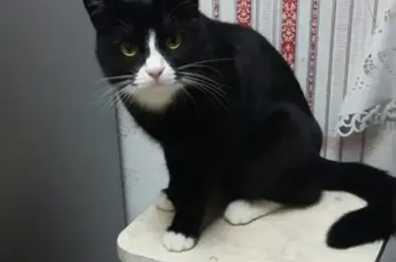 Кошки потеряшки, Сорск, фото: Потеряшка кот возле Детского сада Дюймовочка в Сорске