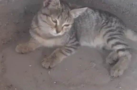 Найден котенок в Чите, ищем хозяина