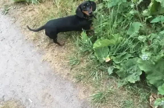 Собаки потеряшки, Нижний Новгород, фото: Потеряшка собака Вега в Майкопской, Нижний Новгород