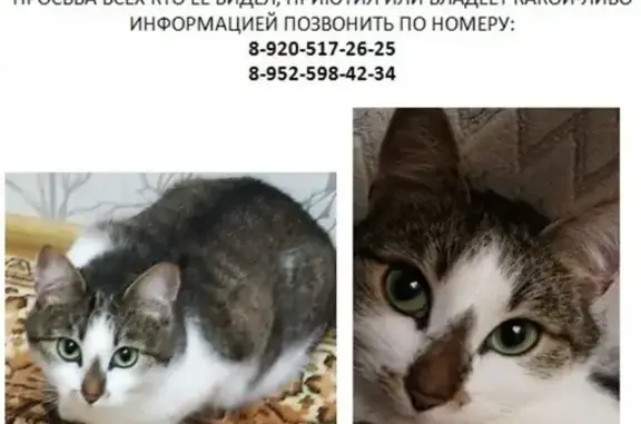 Пропала кошка Рита на ул. Космонавтов 68