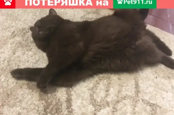 Пропал кот в Мирном, Гагарина 14.07.2019, коричневый британец