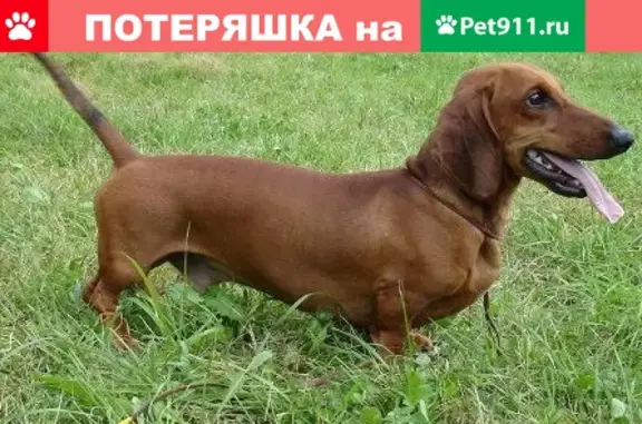 Найдена собака в Брянске, ищут хозяев.