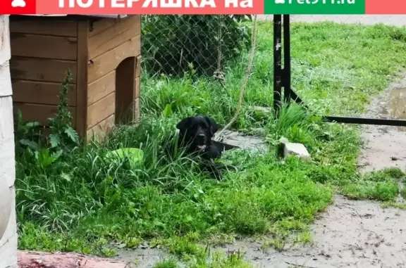 Найден чёрный лабрадор в деревне Коровино