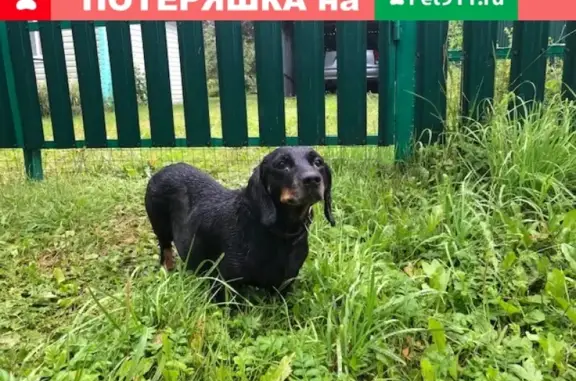 Найдена собака Такса в Малоярославецком районе