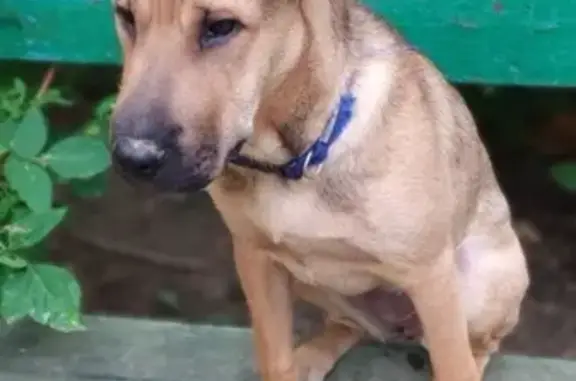 Срочно! Найдена собака в Кузнечихе, Нижний Новгород [id438307849]