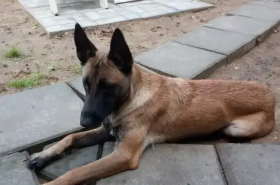 Собака без ошейника найдена в Ивантеевке.