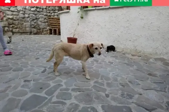 Найден дружелюбный пёс с ошейником в Крыму, помогите найти хозяина