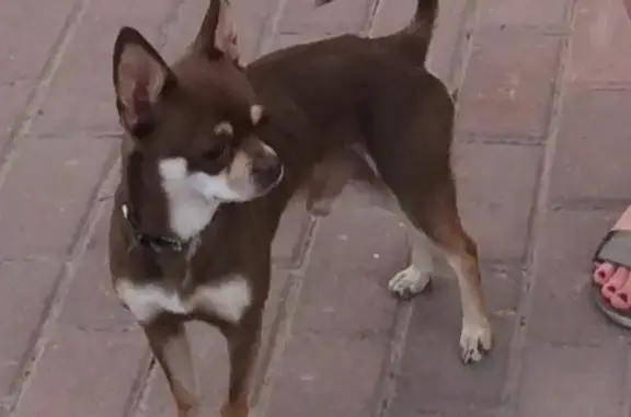 Найдена потеряшка - собака Чих, ул. Циолковского 54, Нижегородская область