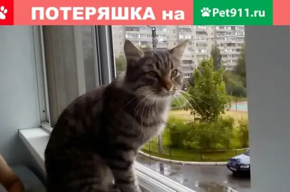 Найден домашний кот на ул. Кирова 11в, ищем хозяина!