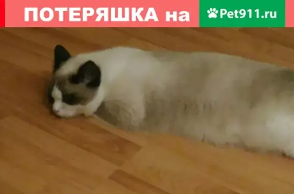 Пропала кошка в Череповце, возможно в подвале дома