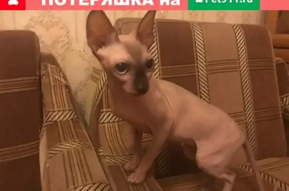 Найдена кошка по адресу ул. Горького 91 в Твери