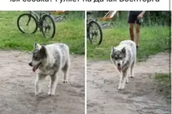 Пропала собака в Щёлково, помогите найти!