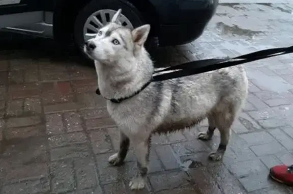 Найдена собака Железнодорожный СО