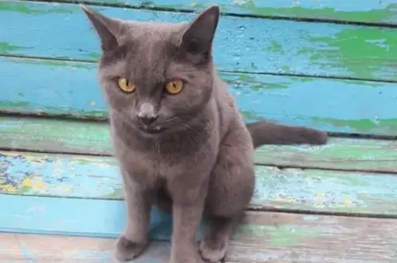 Найдены кошка и кот в районе 66 школы в Магнитогорске