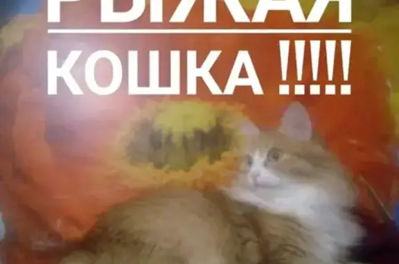 Пропала кошка в Казани, ул. Сафиуллина 12, помогите найти!