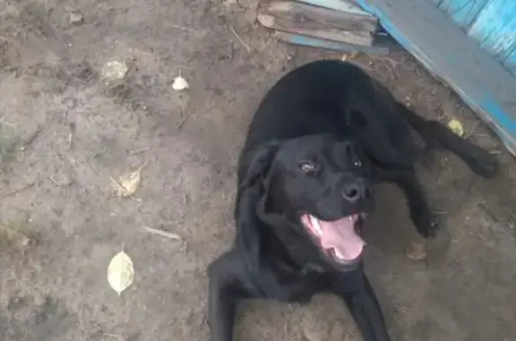 Найдена собака на улице Матросова в Урюпинске