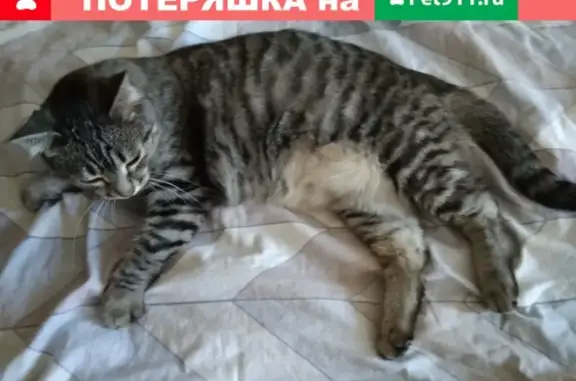 Найден кот на ул. Молодогвардейцев 65, Челябинск