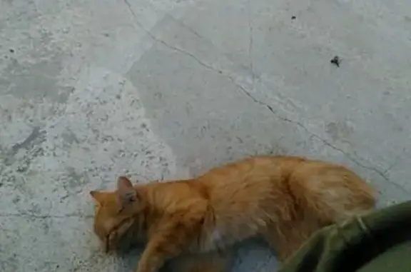 Найдена рыжая кошка на ул. Байдукова (Екатеринбург)
